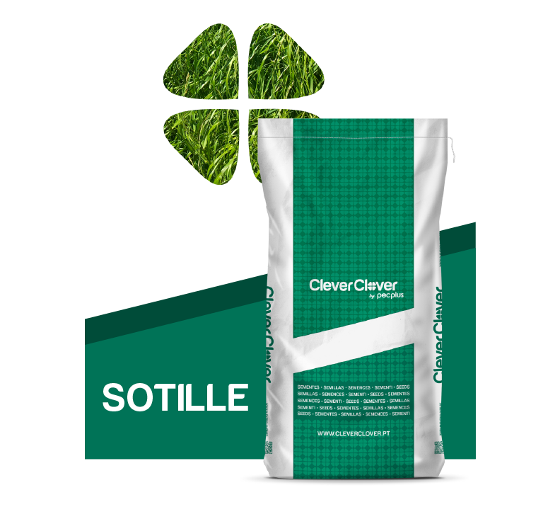 Raigrás anual diploide SOTILLE de Clever Clover