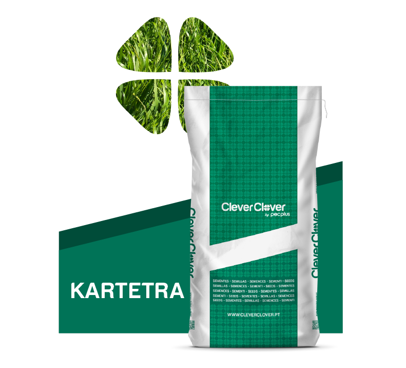 Raigrás anual tetraploide KARTETRA de Clever Clover Raigrás anual tetraploide KARTETRA de Clever Clover