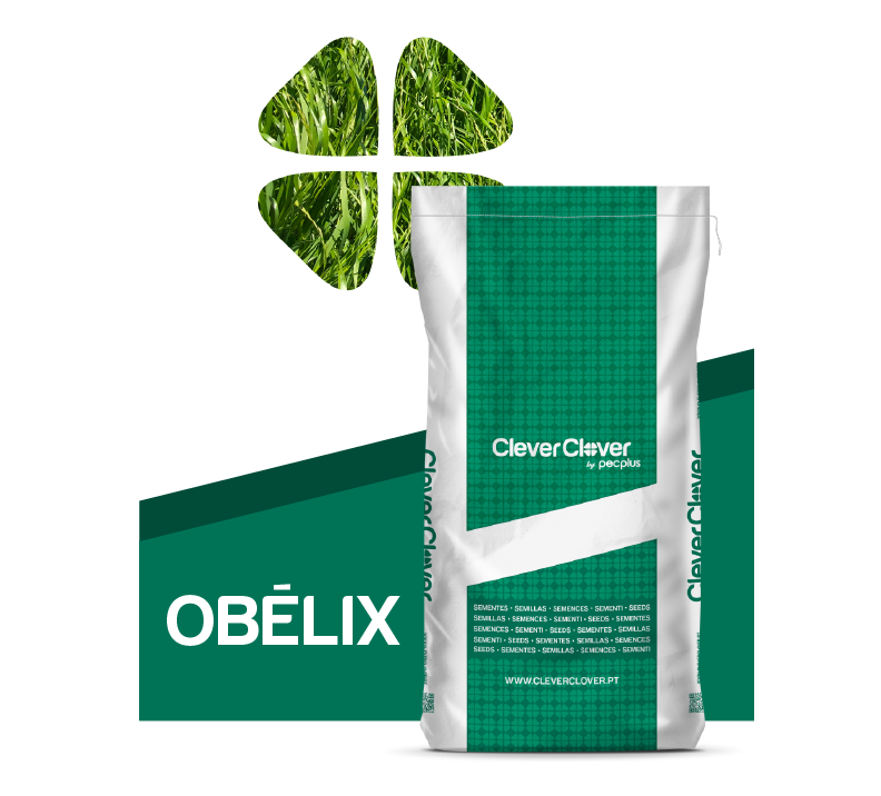 Raigrás anual tetraploide OBÉLIX de Clever Clover Raigrás anual tetraploide OBÉLIX de Clever Clover